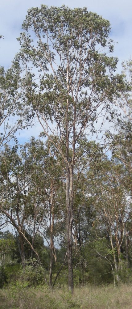 Eucalyptus moluccana