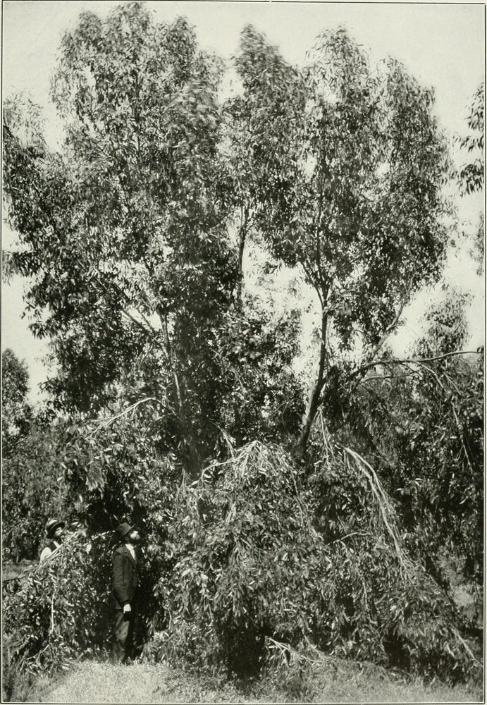 Eucalyptus occidentalis