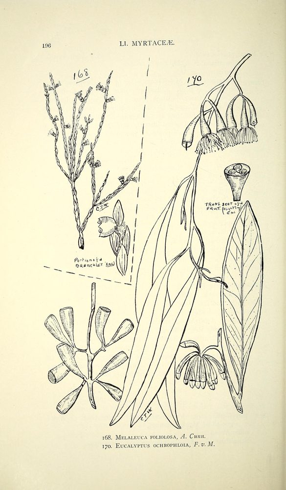 Eucalyptus ochrophloia