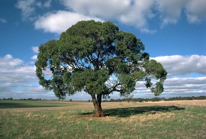 Eucalyptus odorata