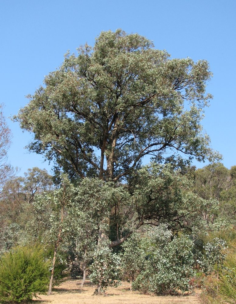 Eucalyptus polyanthemos