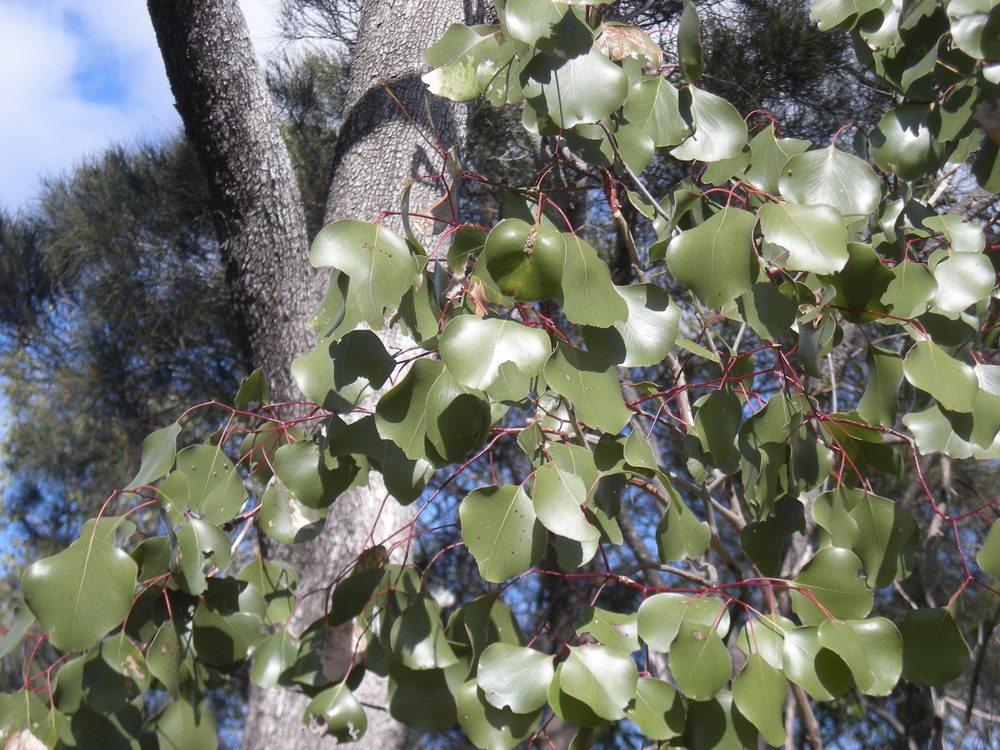 Eucalyptus populnea