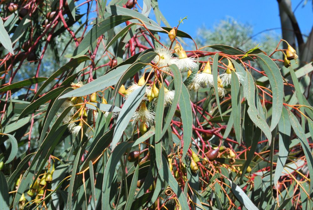 Eucalyptus porosa