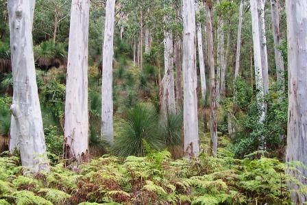 Eucalyptus saligna
