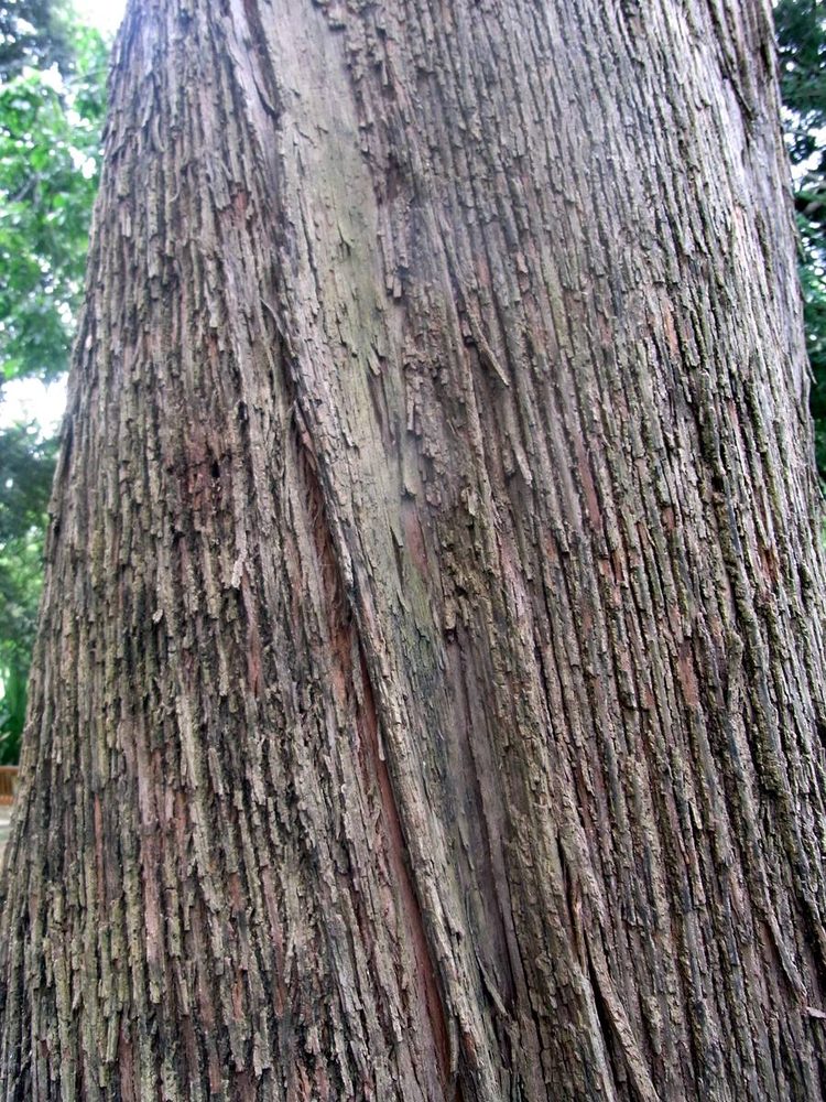 Eucalyptus siderophloia
