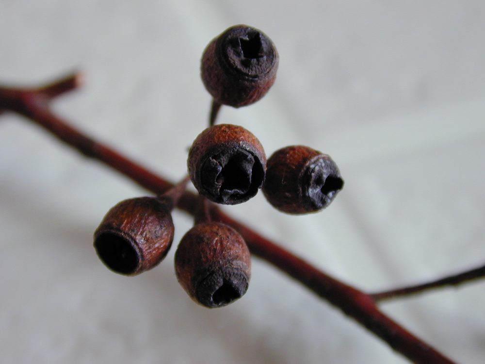 Eucalyptus sideroxylon