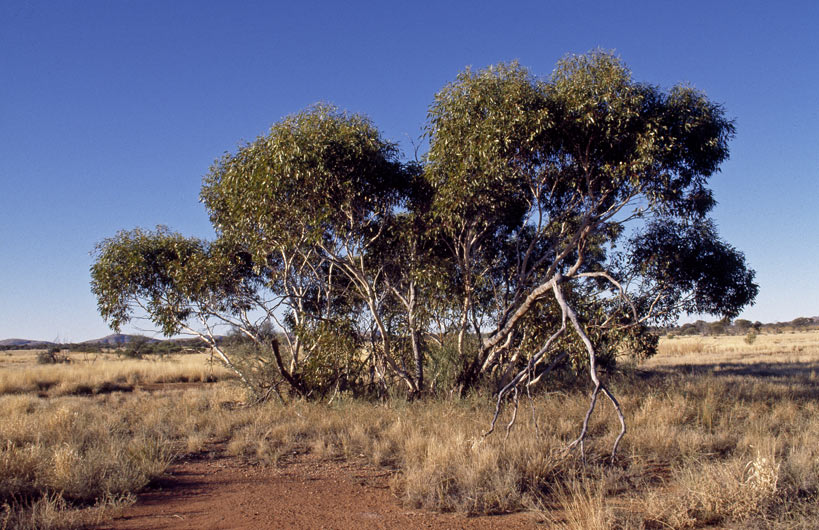 Eucalyptus sparsa