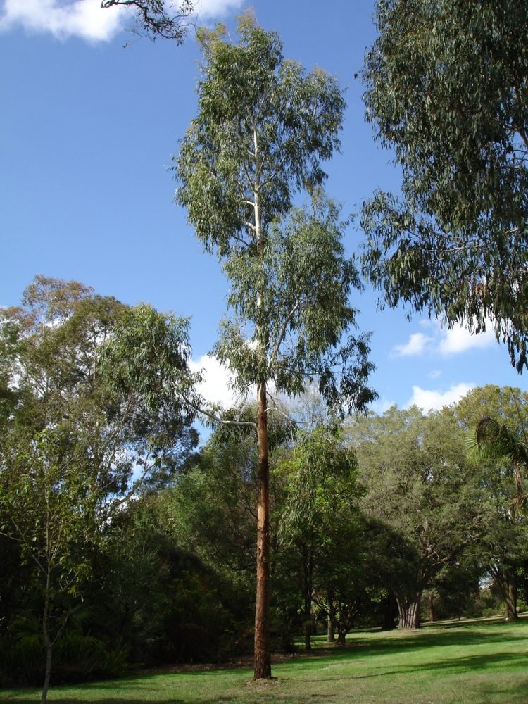 Eucalyptus viminalis