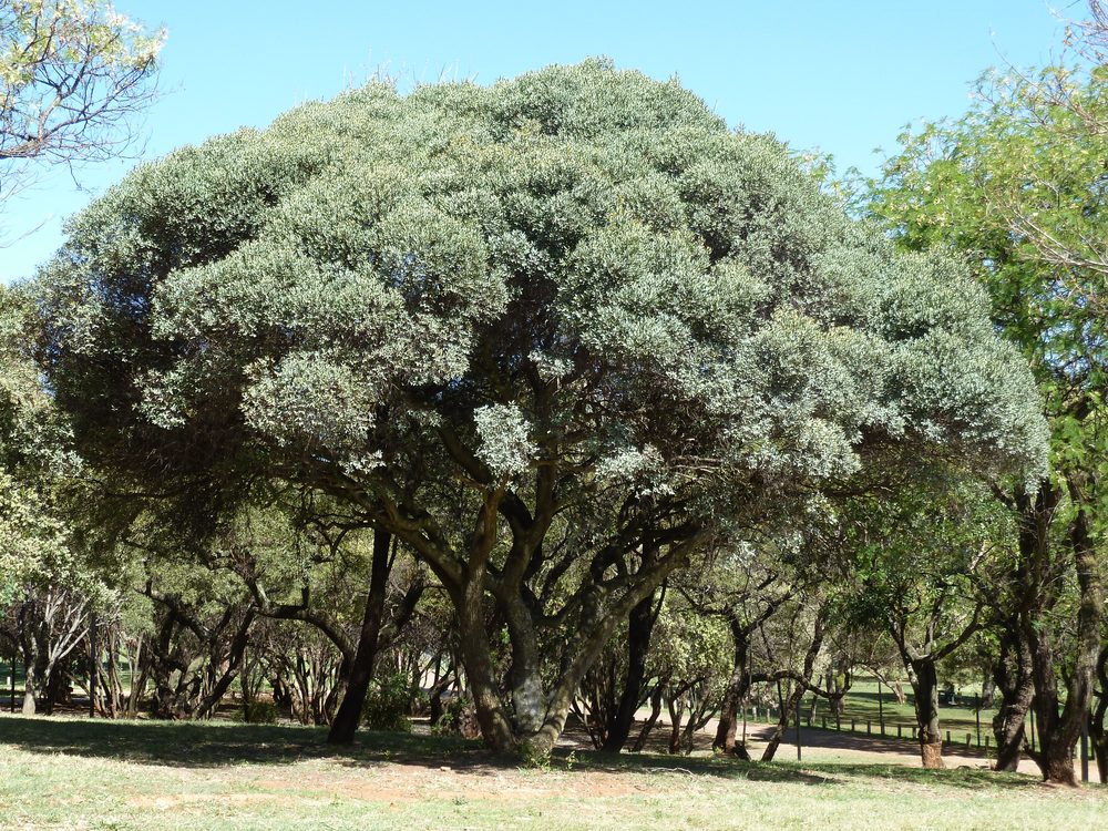 Euclea crispa