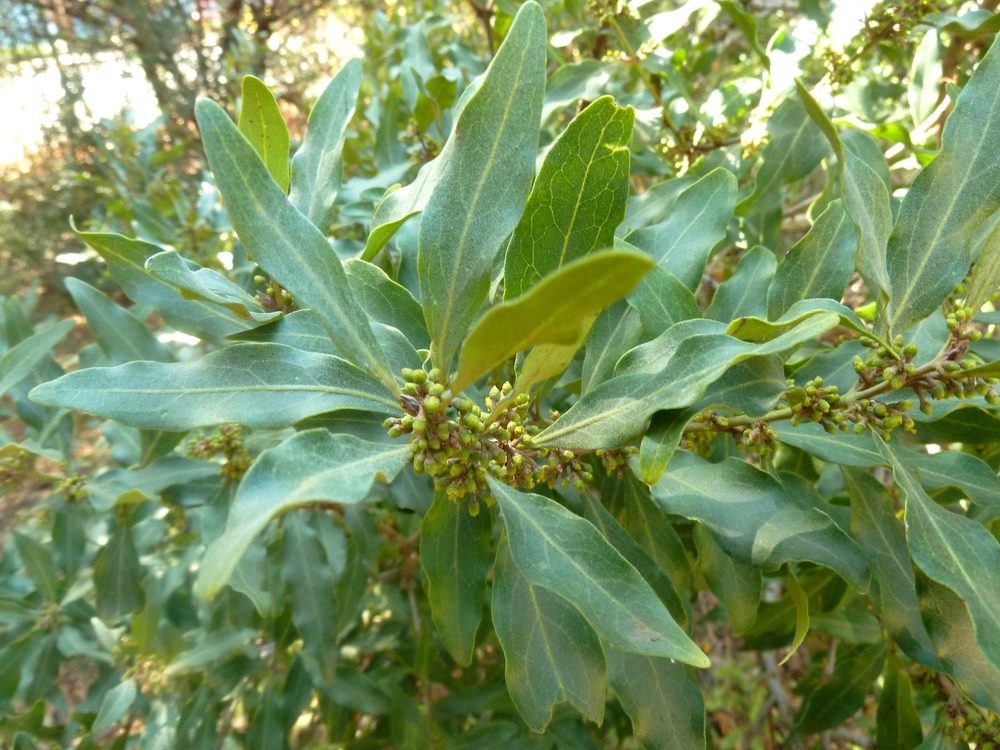 Euclea divinorum