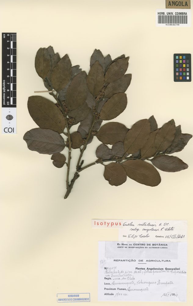 Euclea natalensis
