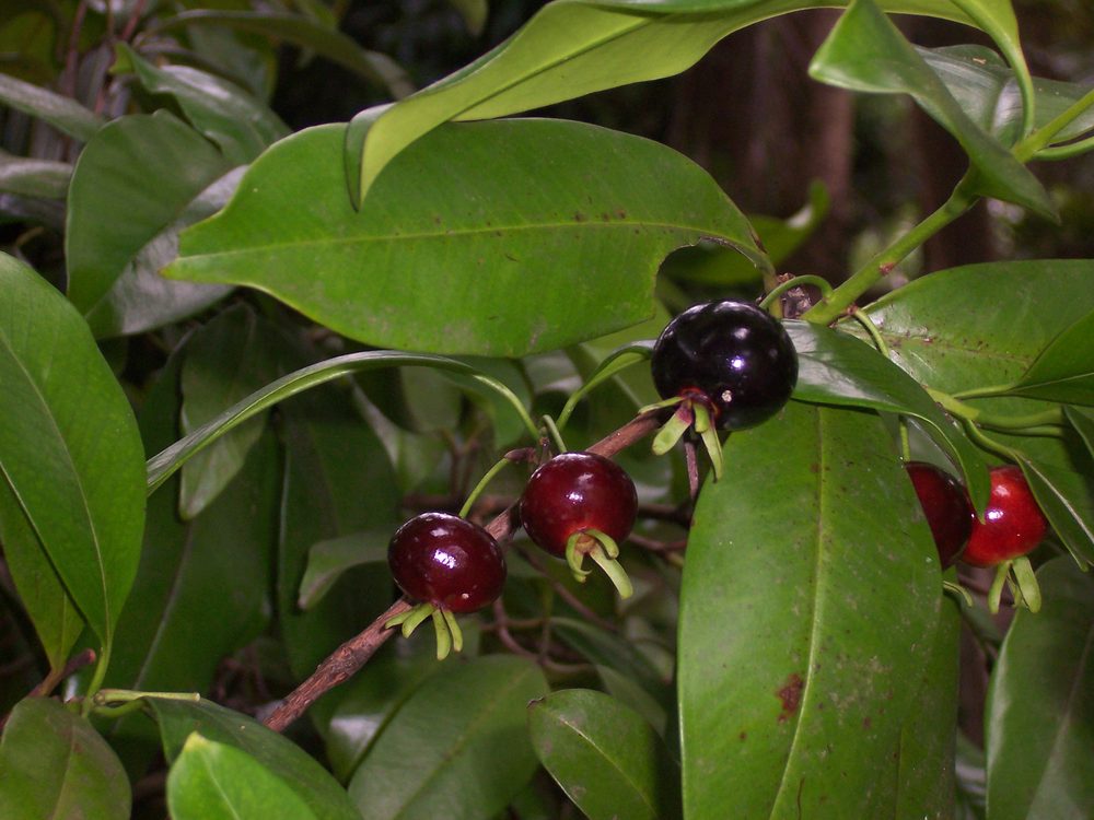 Brazil Cherry