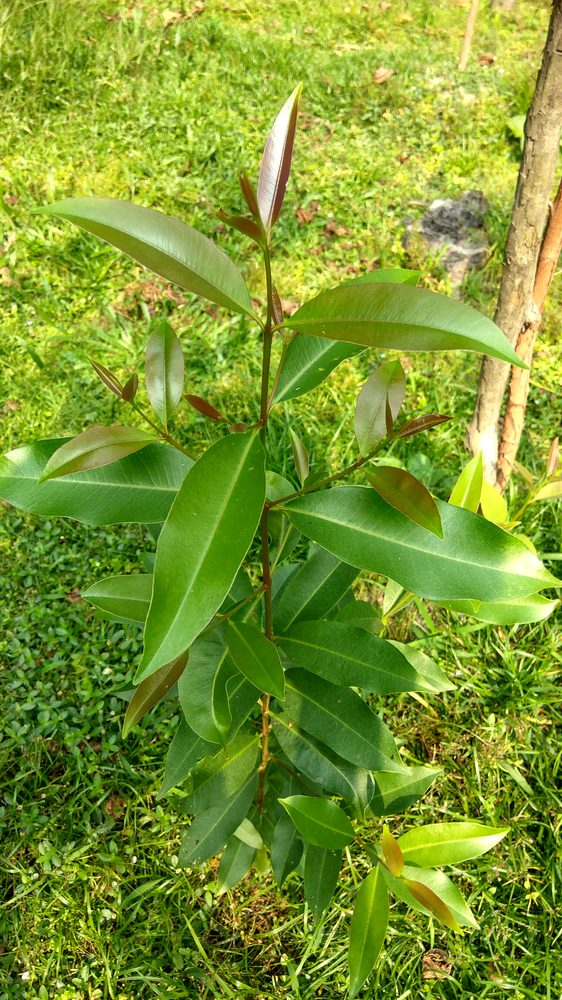 Eugenia fruticosa