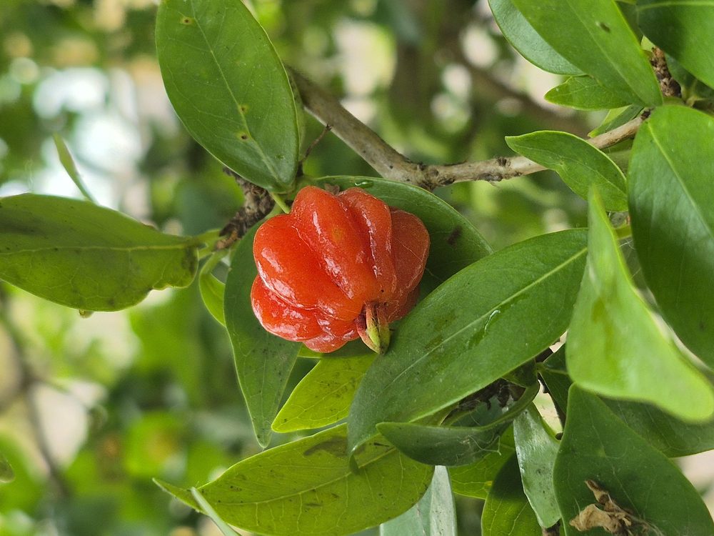 Pitanga