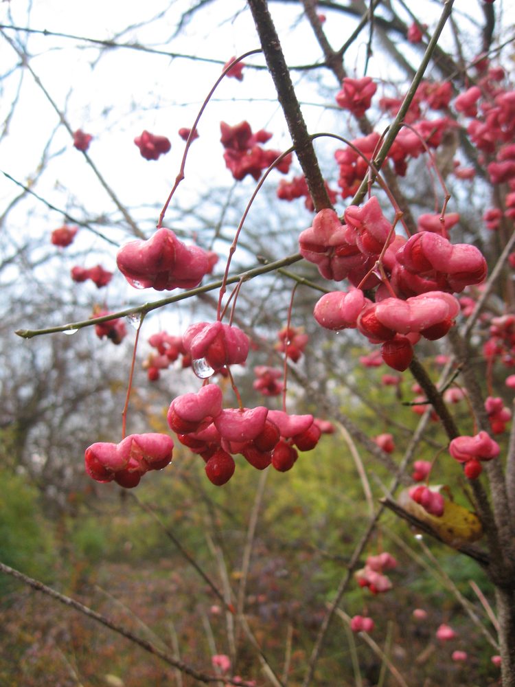 Burning Bush