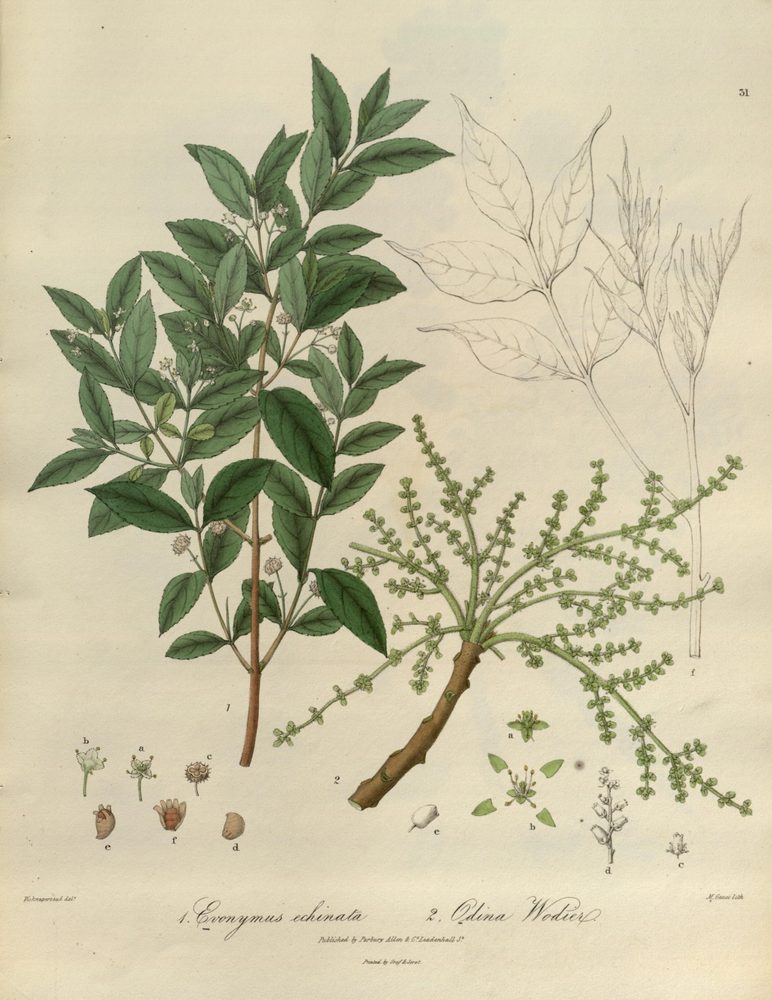 Euonymus echinatus