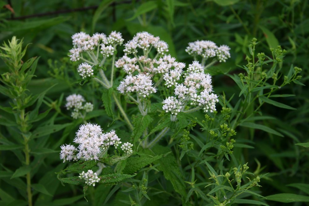 Boneset