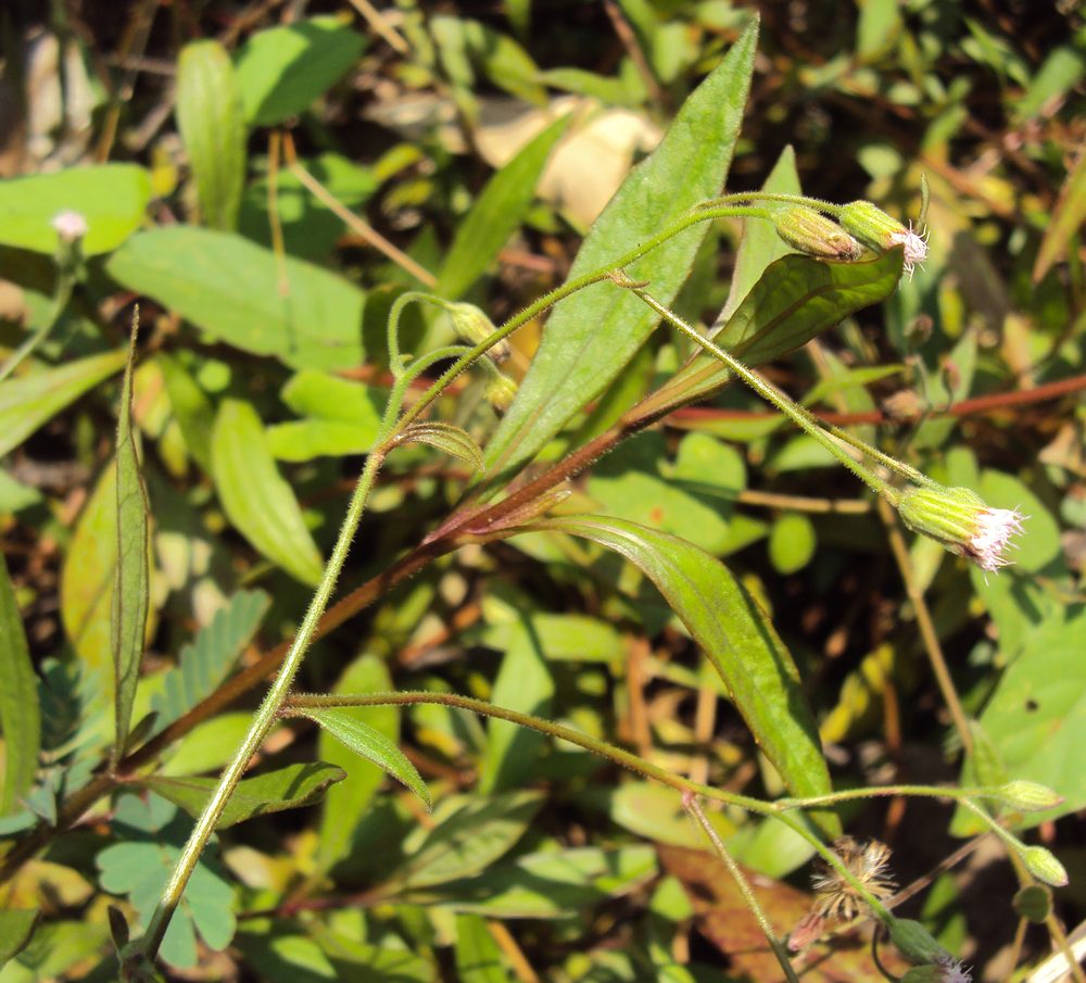 Triplinerved eupatorium