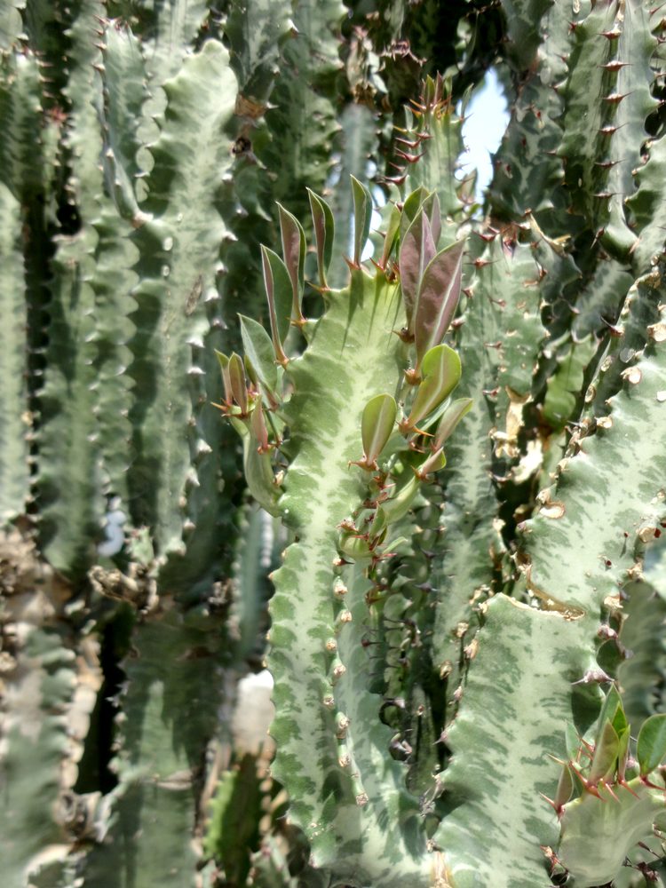 Euphorbia hermentiana