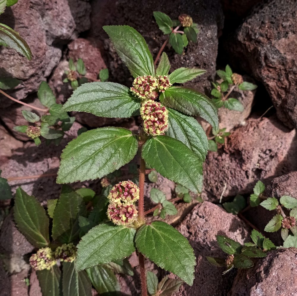Queensland Asthma Herb