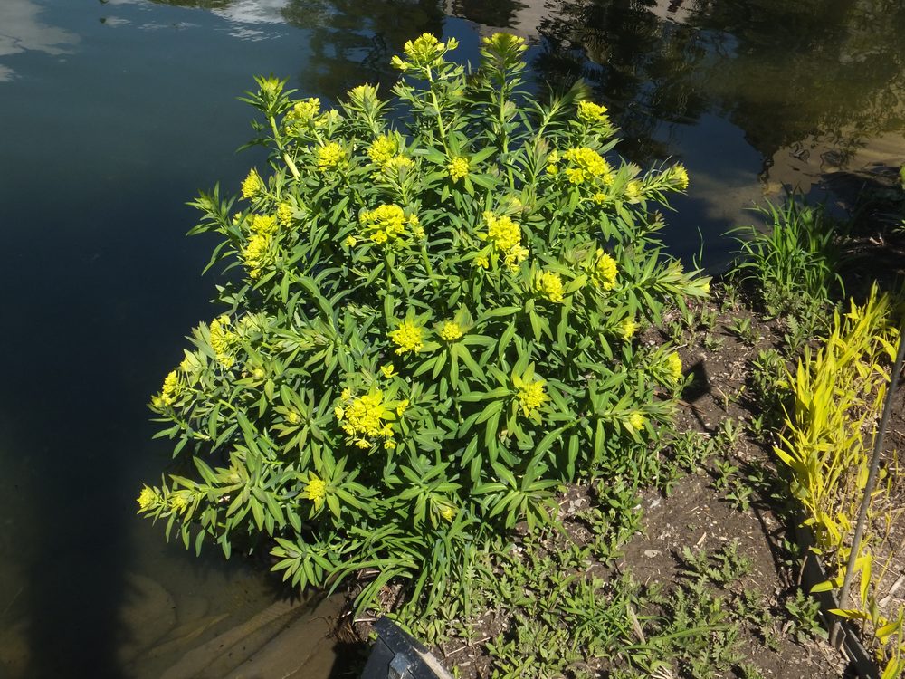 Caper Spurge
