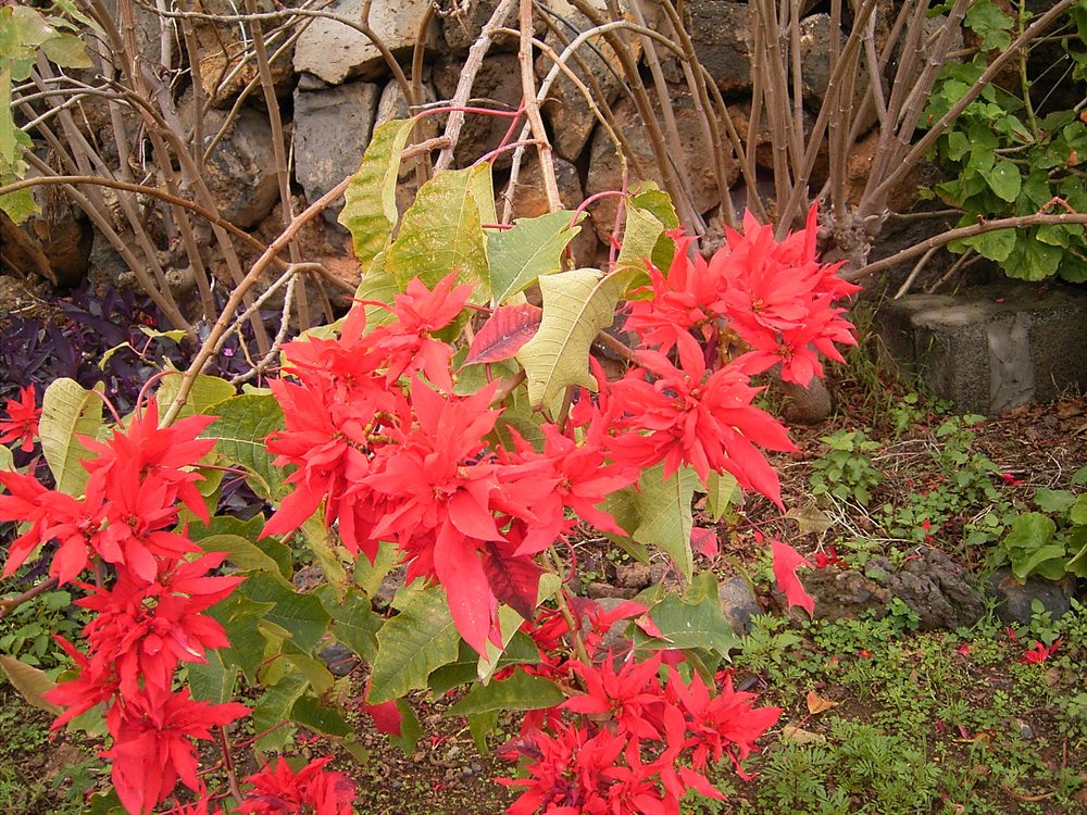 Poinsettia