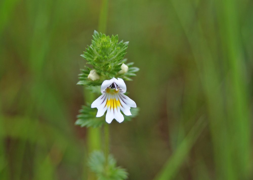 Eyebright