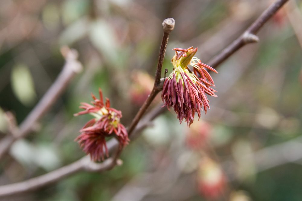 Euptelea polyandra