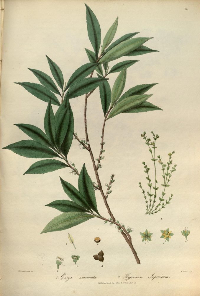 Eurya acuminata