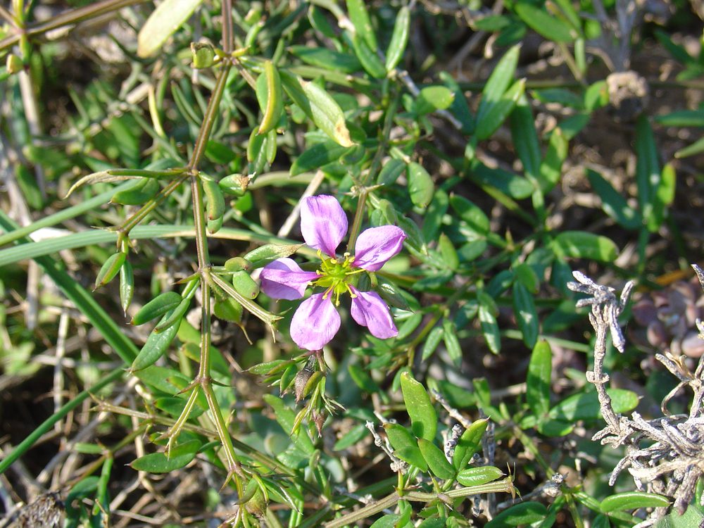 Fagonia cretica