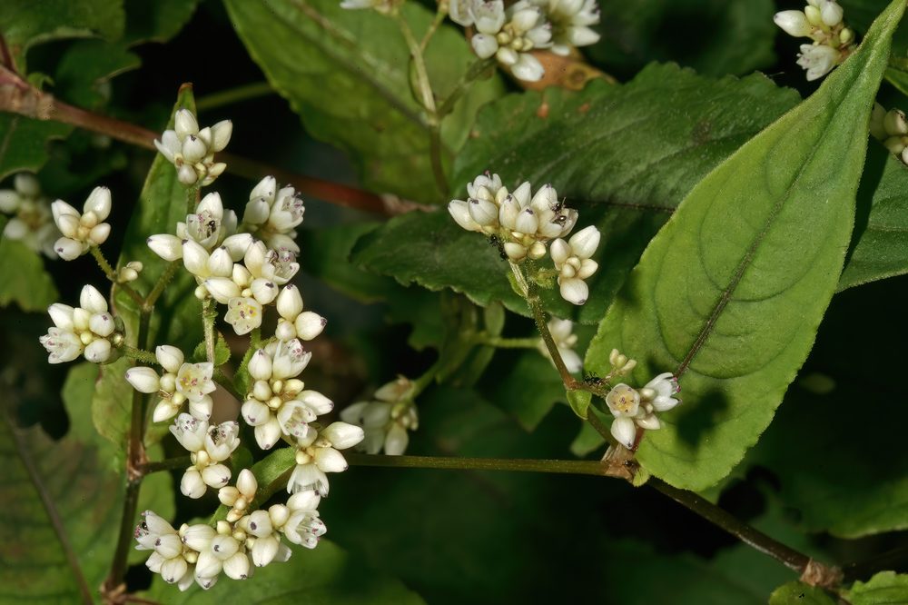 Buckwheat