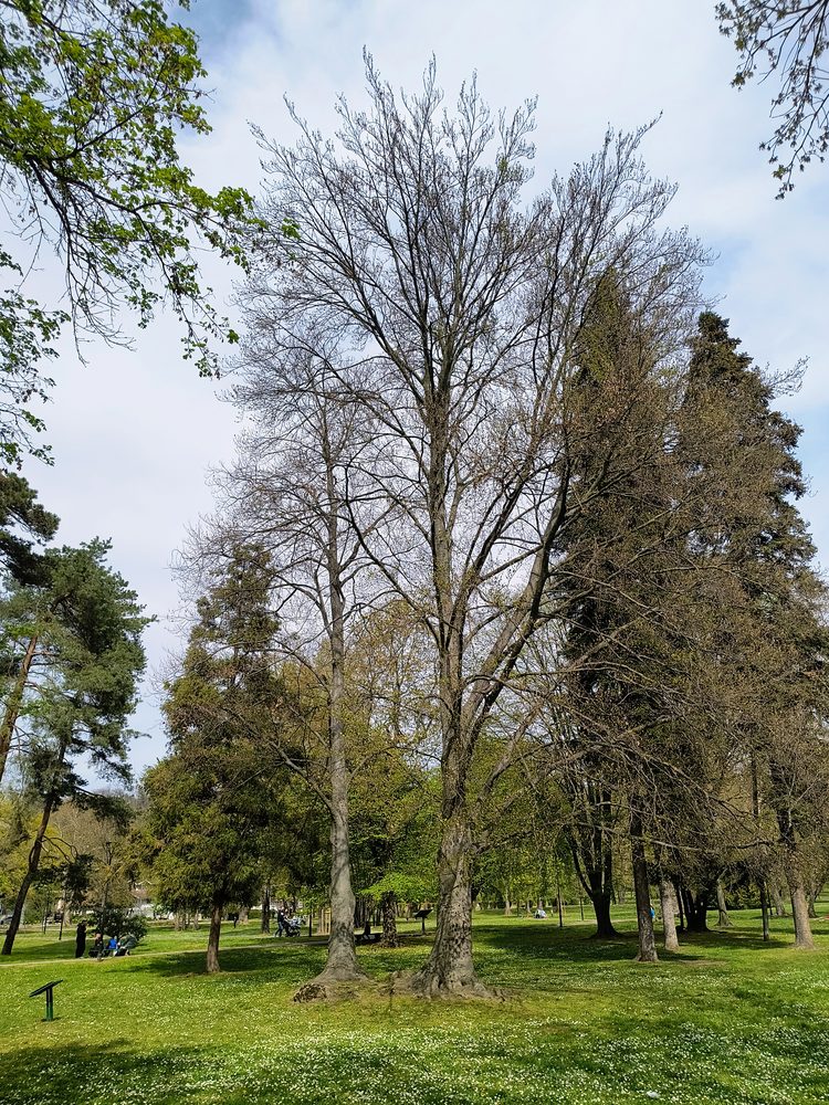 Fagus taurica