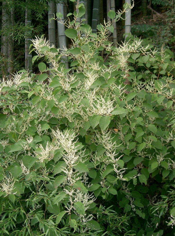 Japanese Knotweed