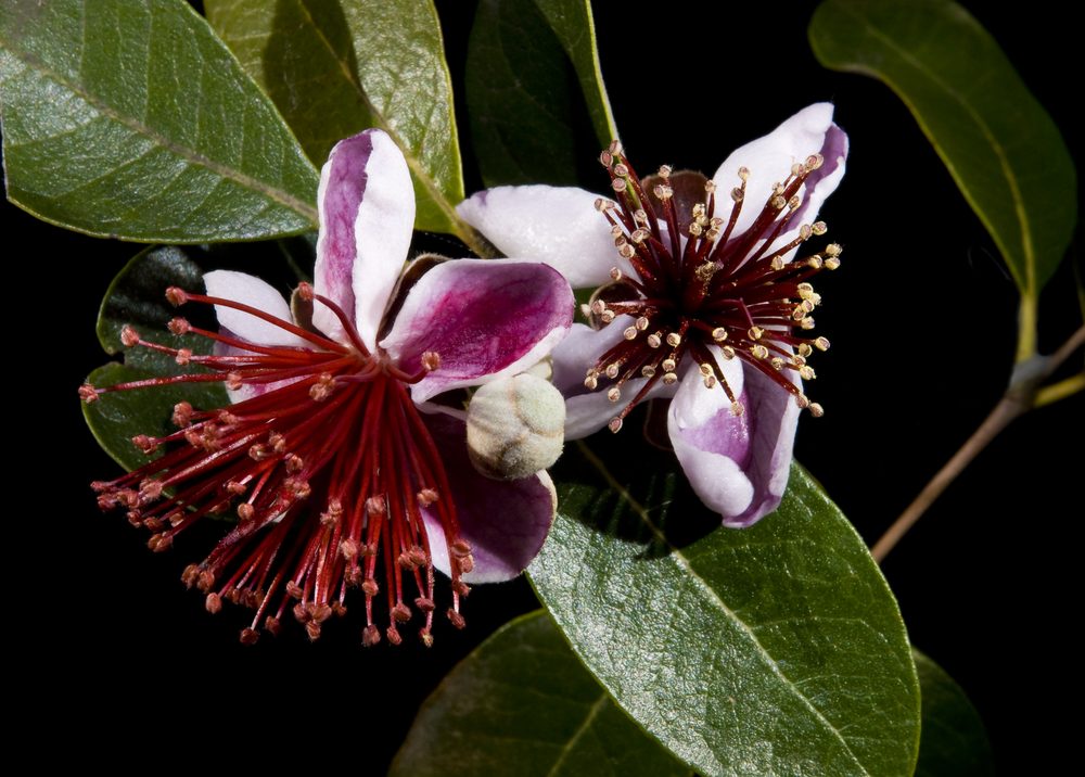 Brazillian Guava