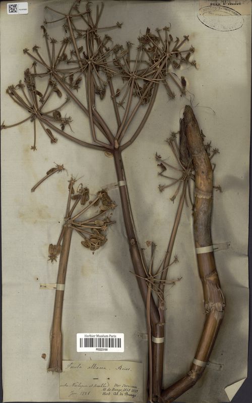 Garlic Ferula