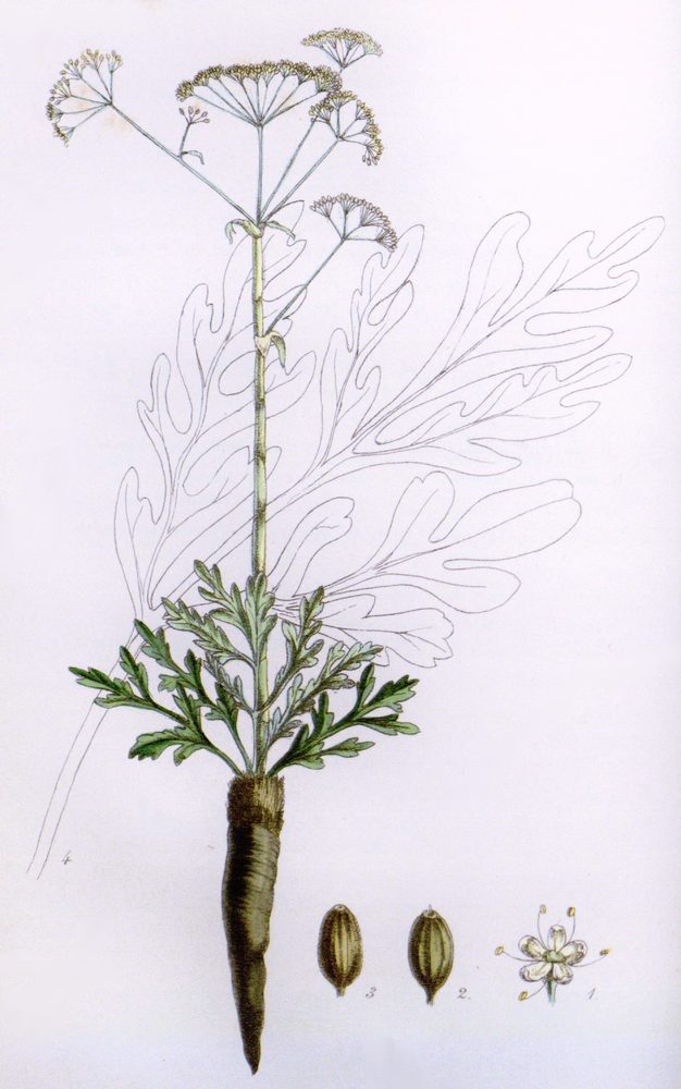 Asafetida