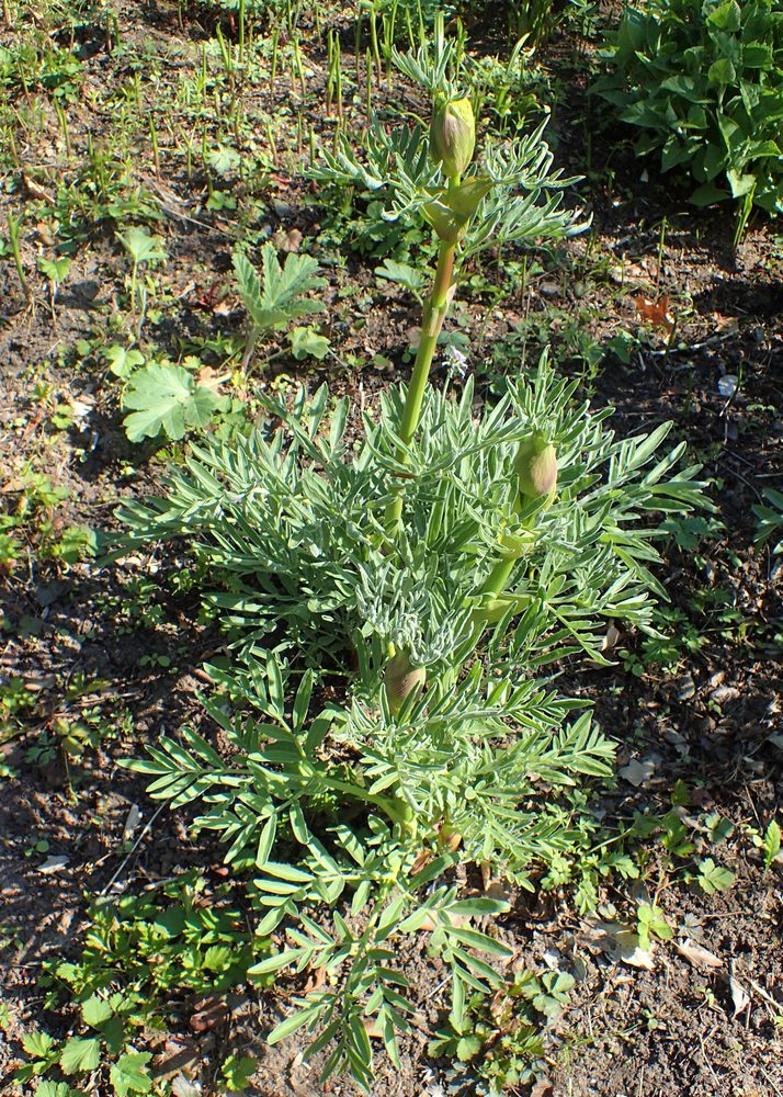 Jaechke's Ferula