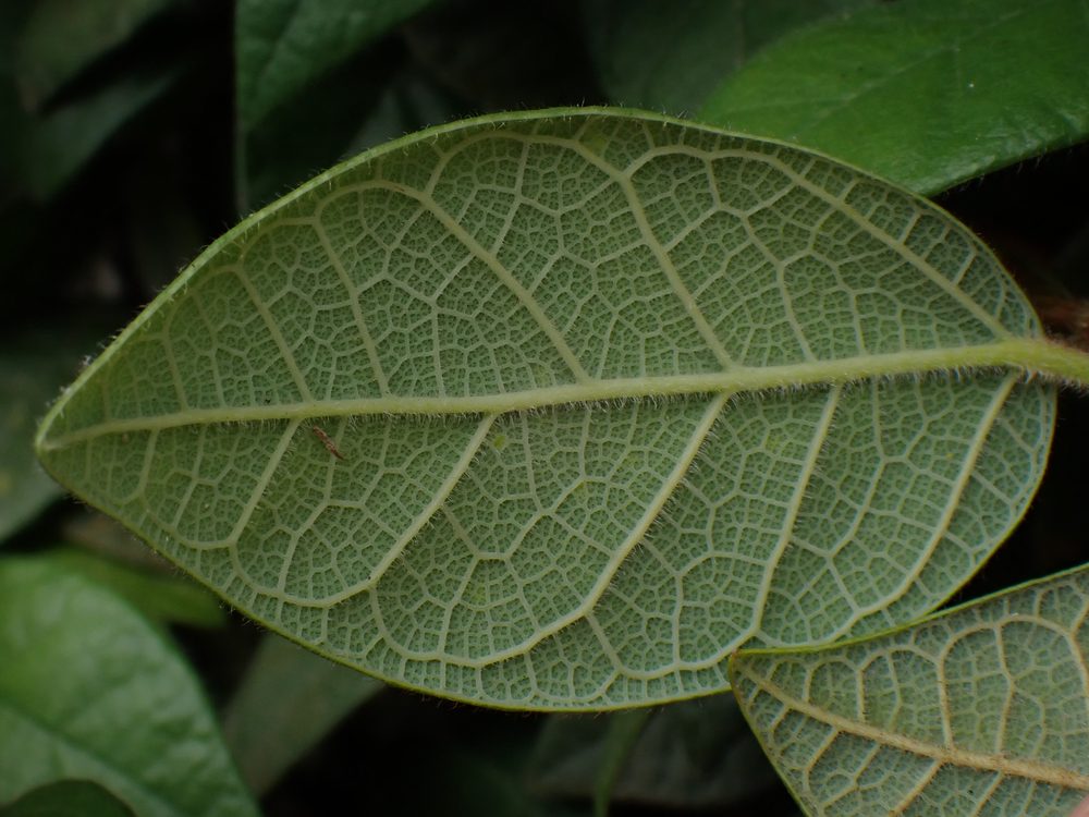 Ficus thunbergii