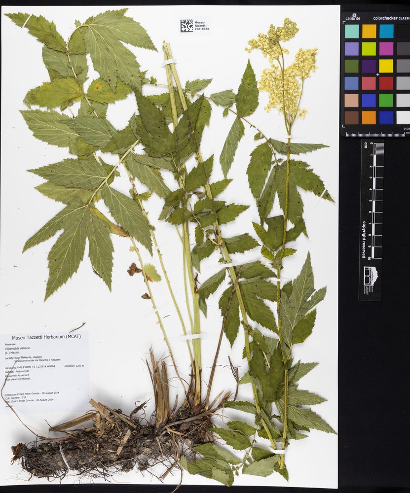 Meadowsweet