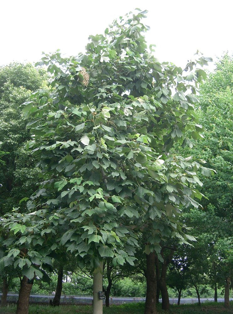 Chinese Parasol