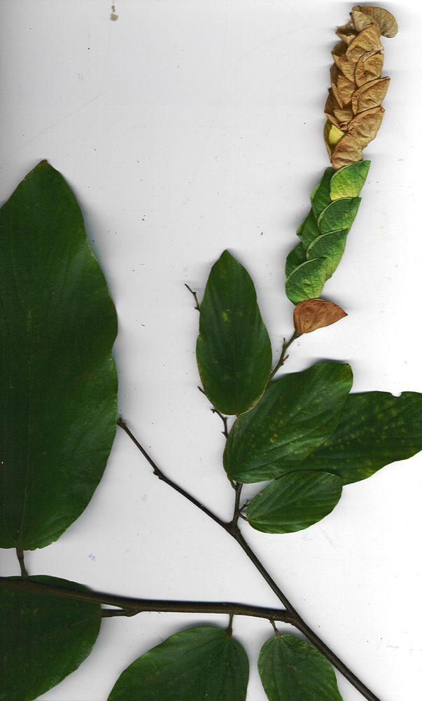 Flemingia strobilifera