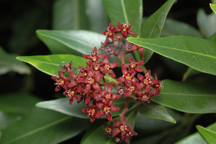 Flindersia pimenteliana