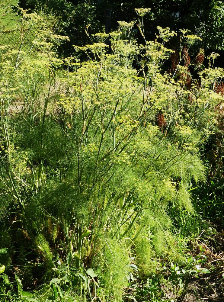 Fennel