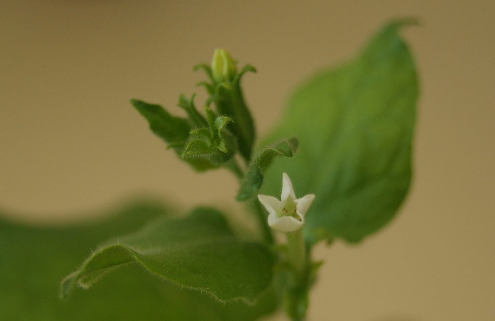 Formosia benthamiana