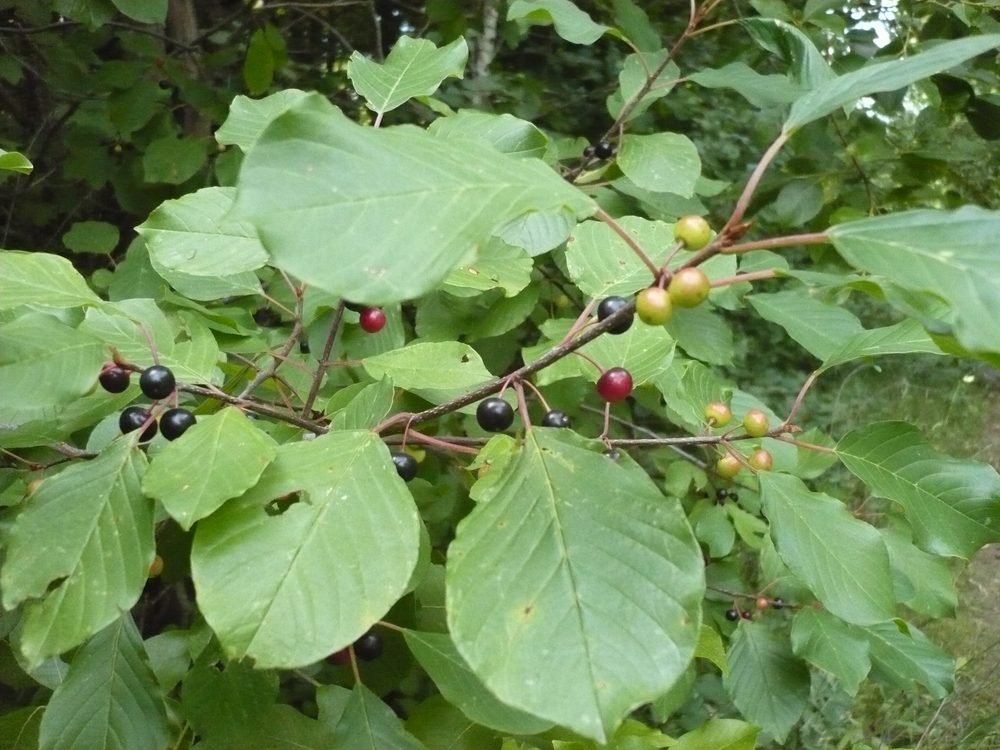 Buckthorn