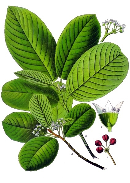 Cascara Sagrada