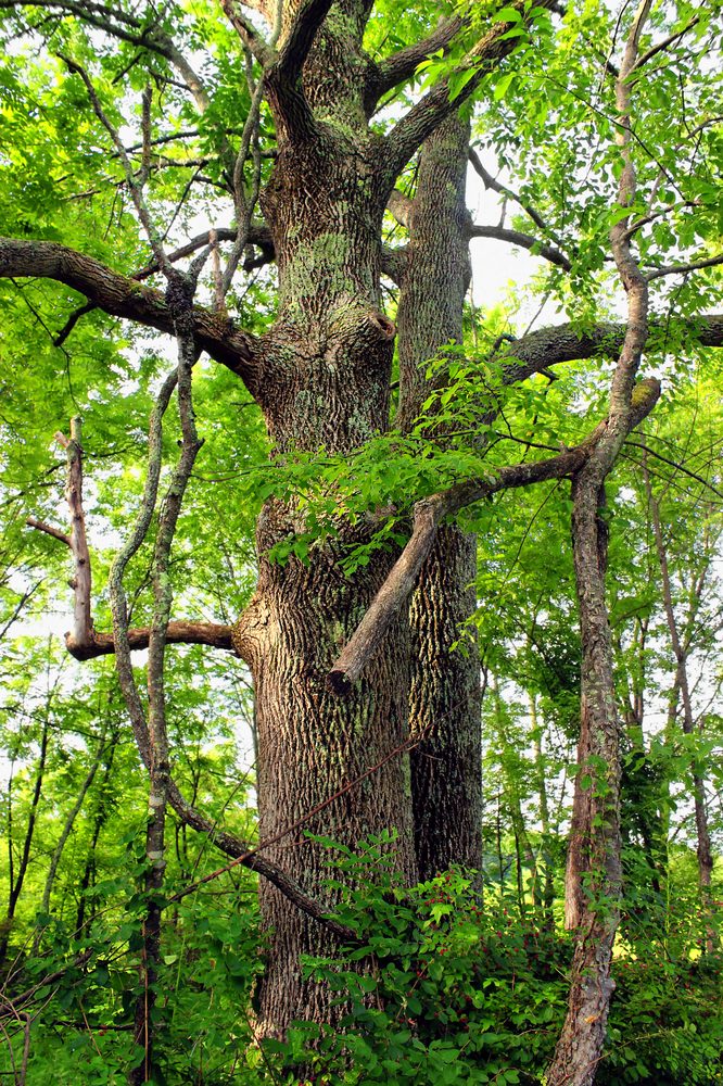 Fraxinus americana