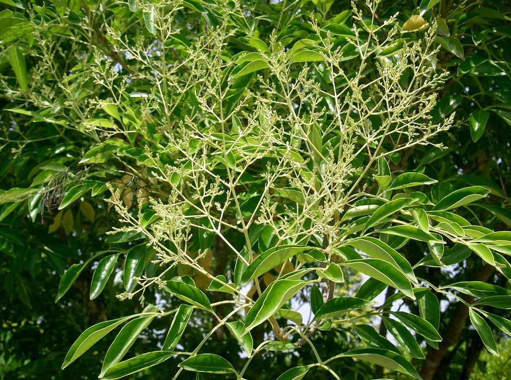 Chinese Ash