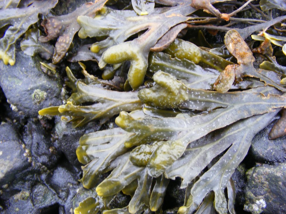 Bladderwrack