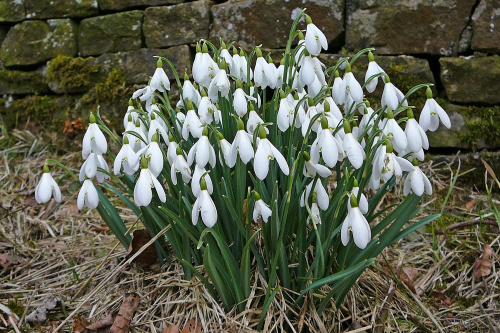 Snowdrop